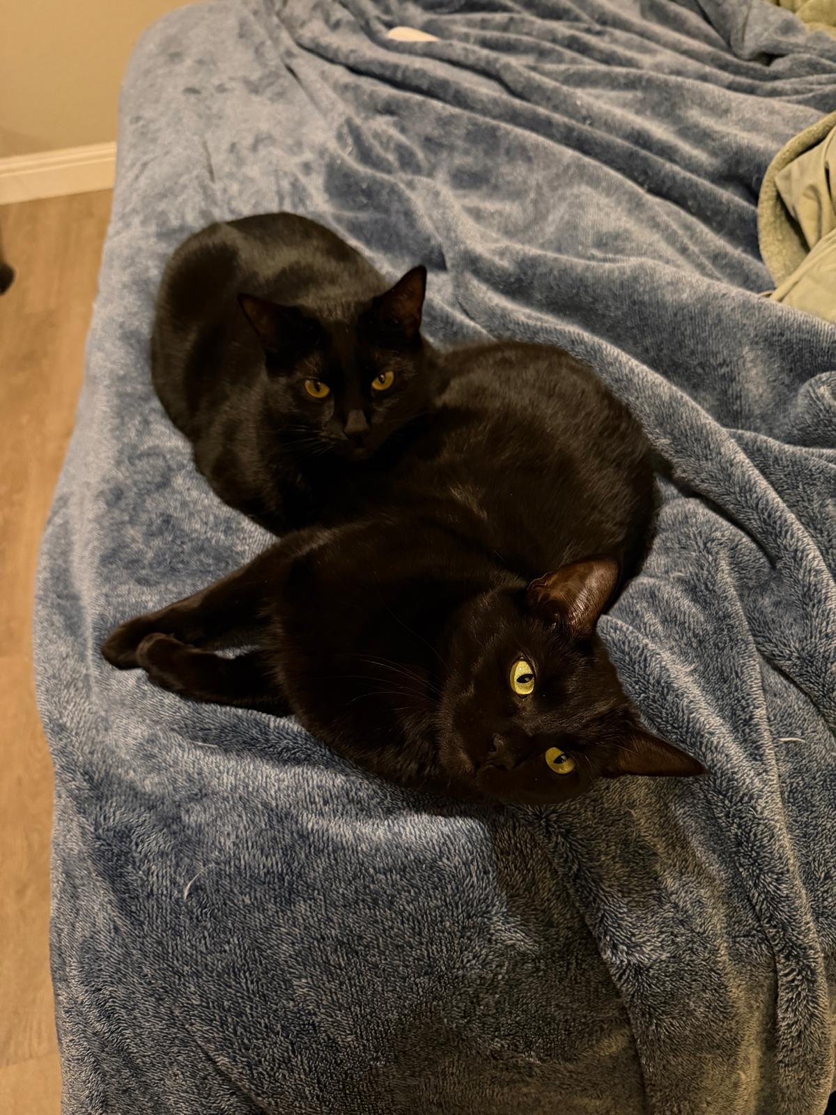 Freya — panther mode